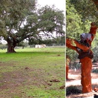 Denuncian la situación que atraviesa el sector agroganadero en la provincia de Cáceres