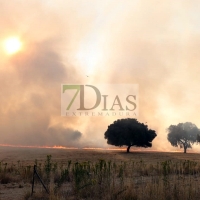 Un gran incendio deja 700 hectáreas quemadas en Madroñera (Cáceres)