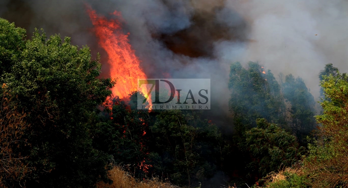 Incendio forestal en las Vegas Bajas del Guadiana