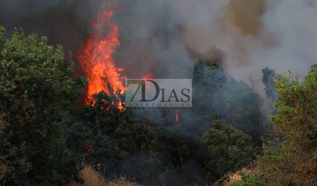 Incendio forestal en las Vegas Bajas del Guadiana