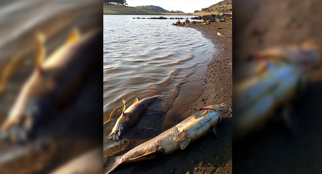 Miles de peces muertos encontrados en el Embalse de Tentudía
