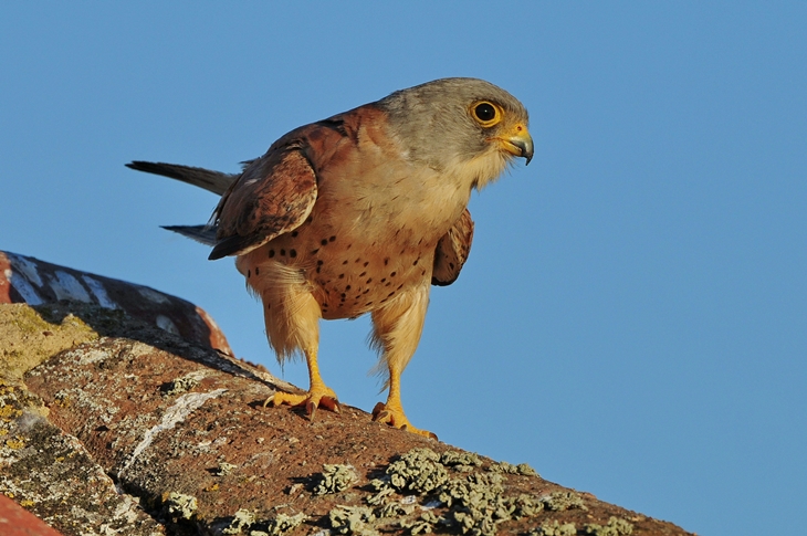 Piden que se amplíe la zona de protección de los cernícalos en Extremadura