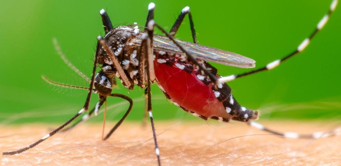Desarrollan una tecnología para identificar mosquitos tigre, más peligrosos que los comunes