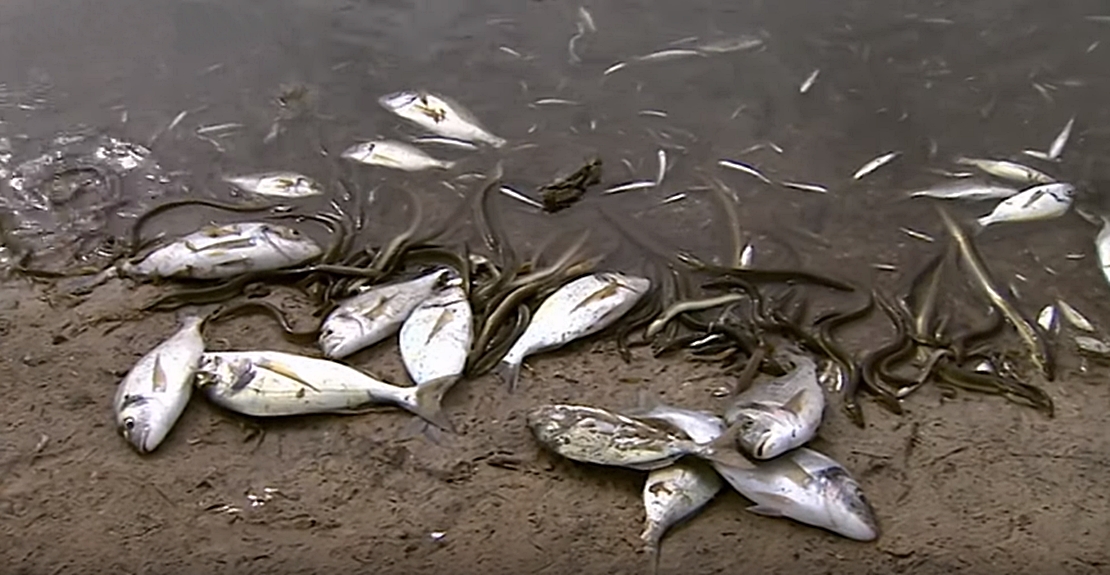 Podemos pide abrir una investigación sobre los miles de peces muertos en Tentudía (BA)
