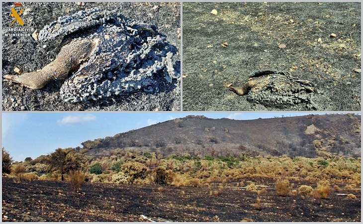 Esclarecen las causas del primer gran incendio forestal en Extremadura