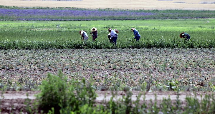 UPA: “No tomar en serio la ola de calor puede tener consecuencias funestas”