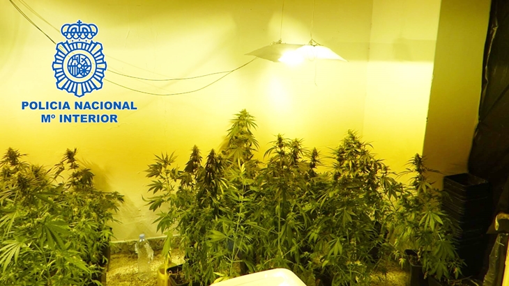 La Policía Nacional desmantela una plantación de marihuana en Villanueva de la Serena