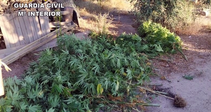 Desmantelan dos plantaciones de marihuana en una localidad cacereña