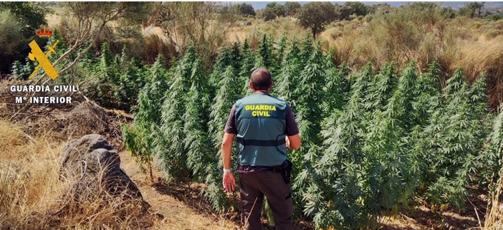 Detenido por cultivo de marihuana en Valencia de Alcántara (Cáceres)