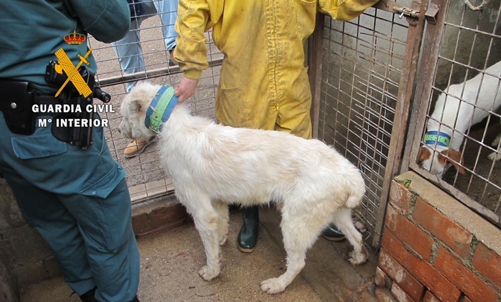 Detenido e investigados por delito de maltrato animal y quebrantamiento de condena en Cáceres