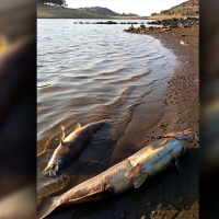 Encuentran miles de peces muertos en el Embalse de Tentudía