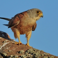 Piden que se amplíe la zona de protección de los cernícalos en Extremadura