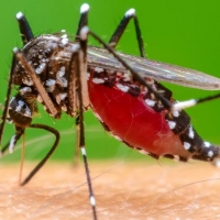 Desarrollan una tecnología para identificar mosquitos tigre, más peligrosos que los comunes