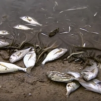 Podemos pide abrir una investigación sobre los miles de peces muertos en Tentudía (BA)