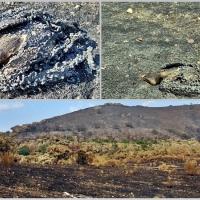 Ya se sabe cómo se originó el Gran Incendio Forestal de Alburquerque, el primero de Extremadura