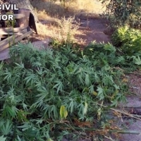 Desmantelan dos plantaciones de marihuana en una localidad cacereña
