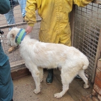 Detenido e investigados por delito de maltrato animal y quebrantamiento de condena en Cáceres