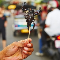 La cría de insectos para el consumo humano se pone de moda en Europa