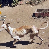 Un vecino extremeño se enfrenta a la prisión por maltrato animal