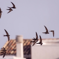 El ave del año ya ha comenzado su migración a África para pasar el invierno
