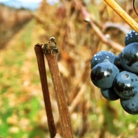 Metidieri: “Exigimos precios justos para la uva de vino y un equilibrio con la realidad del mercado”