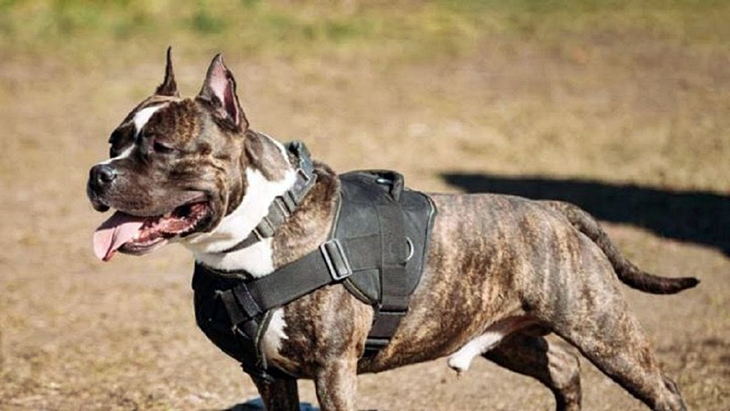 Multas en Cáceres por importe de 16.252 euros: “Tener un perro no es un hobby”