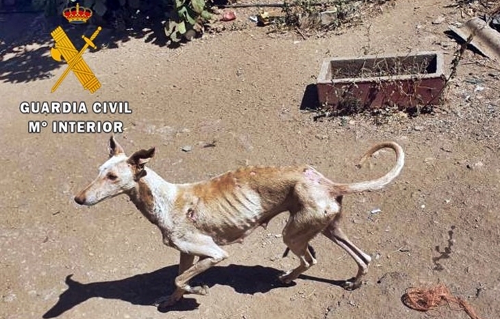 Posible prisión para un vecino extremeño por un supuesto delito de maltrato animal