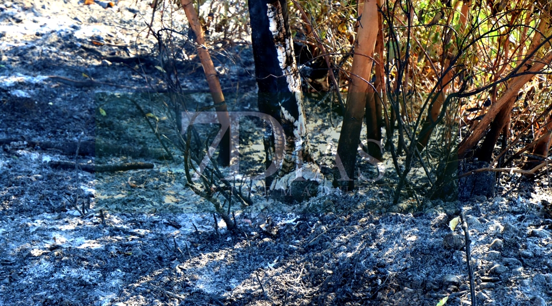 Incendio en las Vegas Bajas del río Guadiana