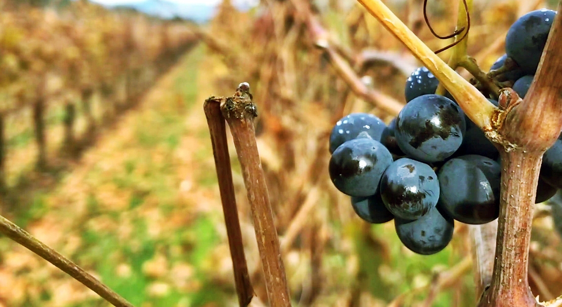 Metidieri: “Exigimos precios justos para la uva de vino y un equilibrio con la realidad del mercado”