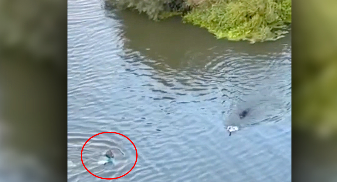 Una mujer se lanza al río Guadiana en Badajoz para sacar a un perro del agua