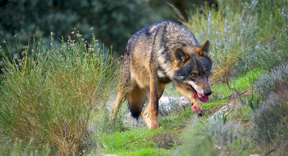 El lobo ibérico bajo protección