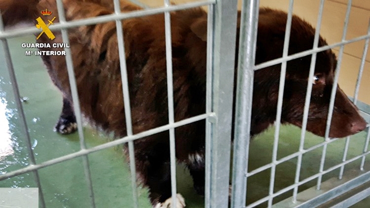 Detenidos por la muerte y el maltrato de los perros de una residencia canina