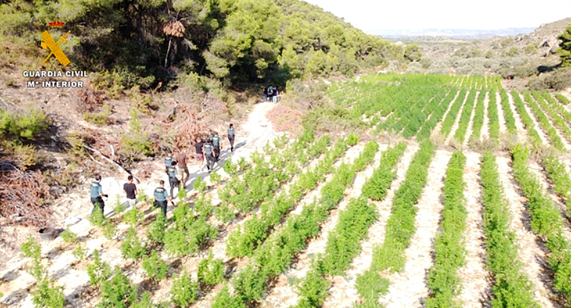 Desmantelada una macroplantación al aire libre con placas solares y puestos de vigilancia