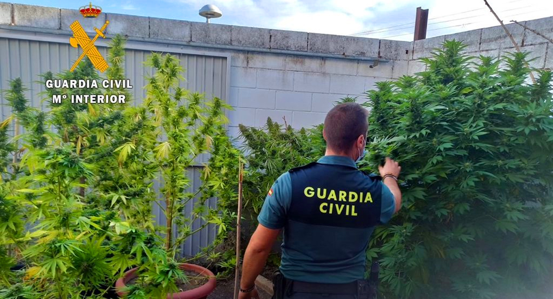 Detenido un cacereño que tenía plantas de cannabis en el patio de una casa