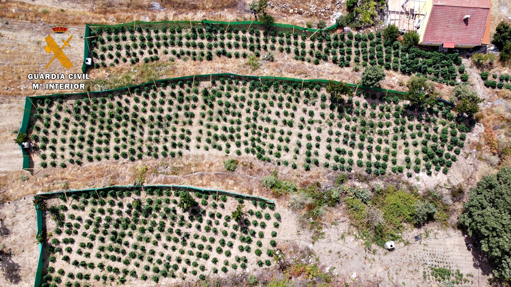 Un veinteañero detenido y más de 1.000 plantas intervenidas en el norte extremeño