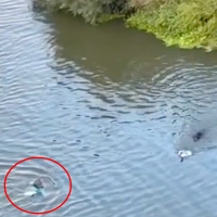 Una mujer se lanza al río Guadiana en Badajoz para sacar a un perro del agua