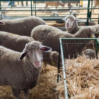Diputación participará en la subasta de ganado de la Feria de Zafra
