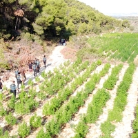 Desmantelada una macroplantación al aire libre con placas solares y puestos de vigilancia