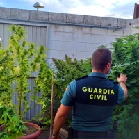 Detenido un cacereño que tenía plantas de cannabis en el patio de una casa