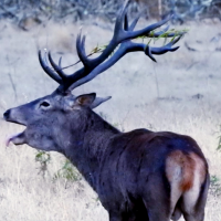 La Berrea ya resuena en Extremadura