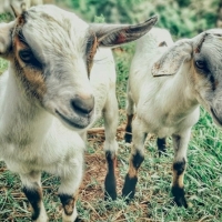 Concedida la protección nacional a la marca ‘Cabrito de Extremadura’