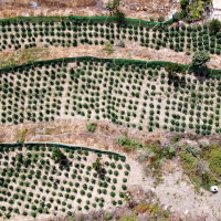 Un veinteañero detenido y más de 1.000 plantas intervenidas en el norte extremeño