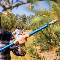 Preocupación por la falta de mano de obra para las cosechas extremeñas