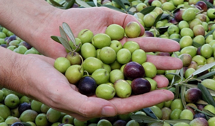 APAG denuncia los intentos de “abuso” que pretenden con la aceituna de mesa