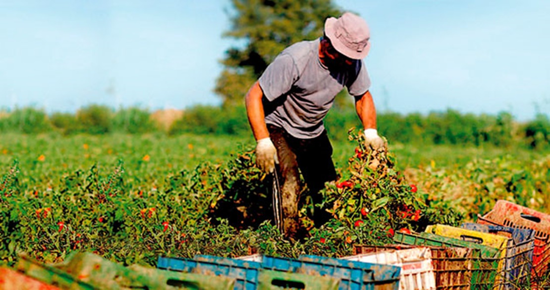 UPA pide el “fin definitivo” de los abusos hacia los agricultores de frutas y hortalizas