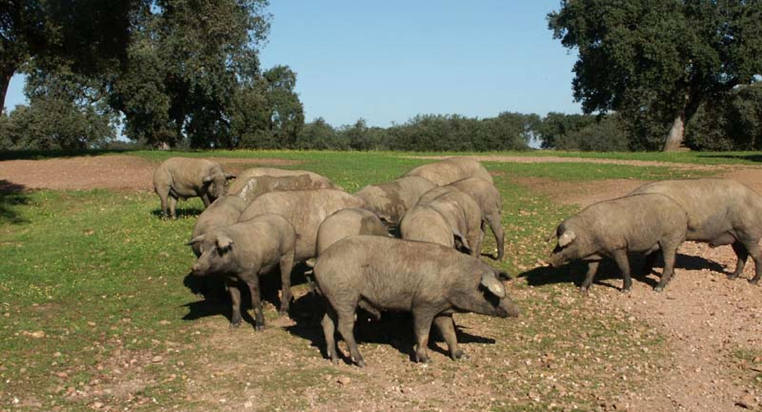 Nuevas noticias para las ganaderías de porcino y equino que no cuenten con pago básico