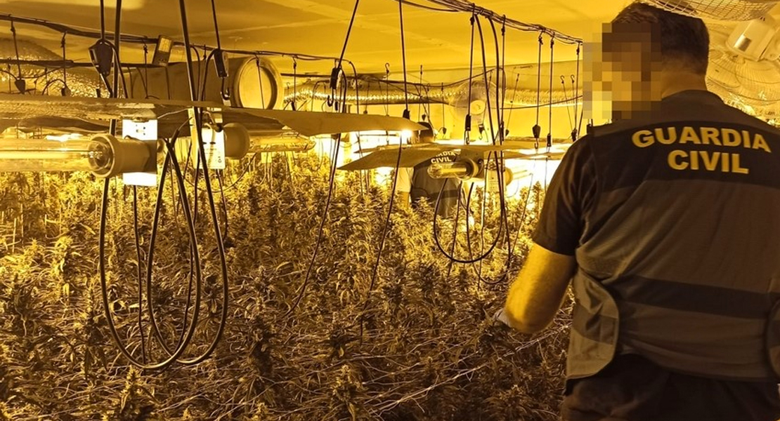 La Guardia Civil desmantela en un pueblo extremeño otras dos grandes plantaciones de marihuana