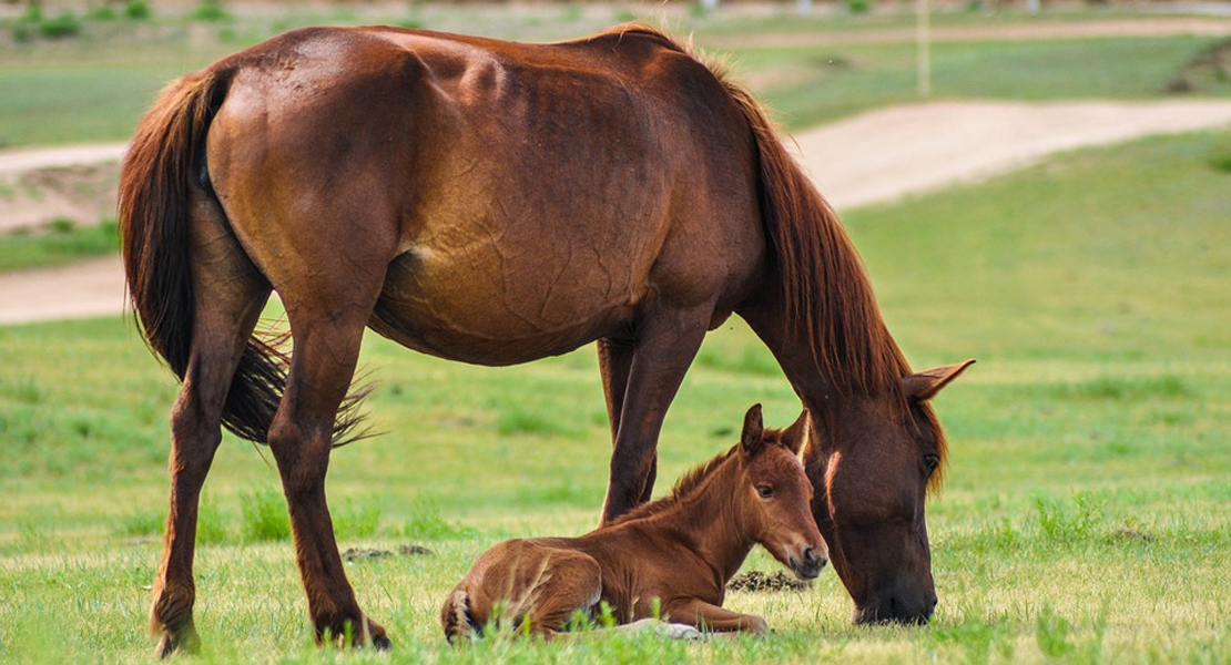 Un investigador de la UEx participa en un importante estudio sobre la historia de los caballos