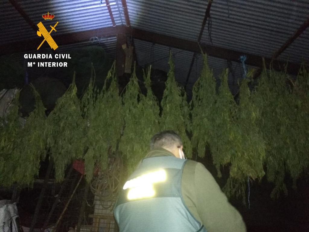 Nuevas actuaciones contra el cultivo de marihuana en varias localidades cacereñas