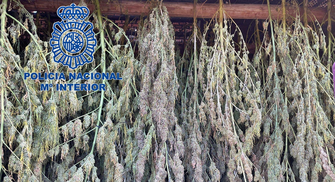 Desmantelada una gran plantación de marihuana en la provincia de Cáceres